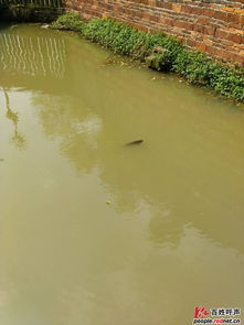 宁乡县东湖塘镇长沙品真食品厂水污染治理诉求与建议